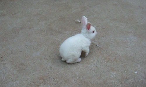 可爱的小白兔作文450字,可爱的小白兔作文