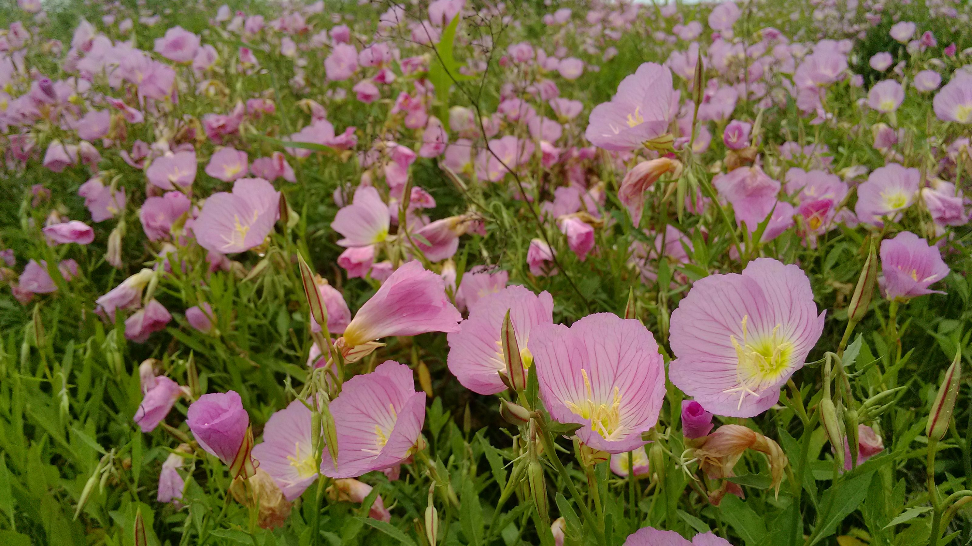 夏天的花作文,花作文