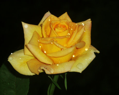玫瑰刺绕枝,瑰奇信为美 五言藏尾:已是安苍黄,德佐展歌玫,清越扣琼瑰