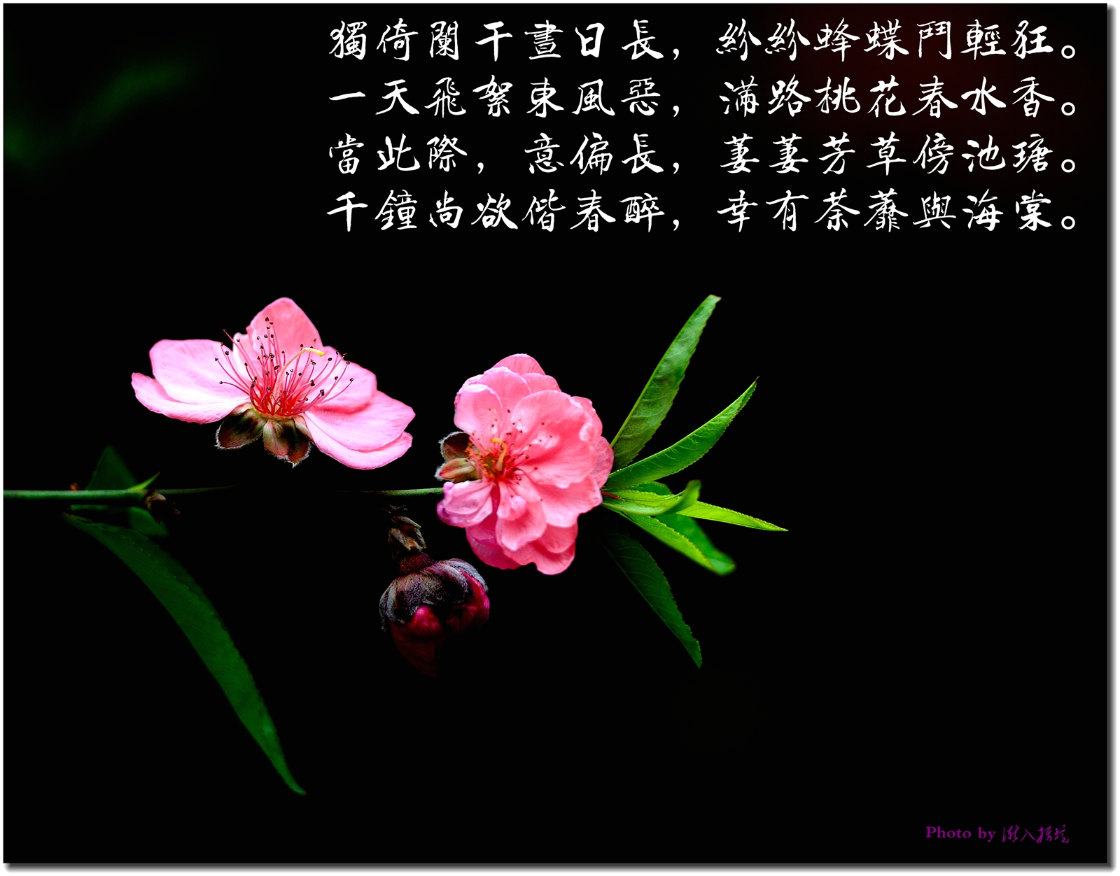 经典网 诗歌诗句 关于桃花的诗句大全  引导语:阳春三月,正是桃花盛开