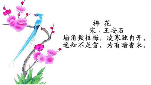 经典网 诗歌诗句 描写梅花的诗句 梅花是中国传统名花,她象征着快乐