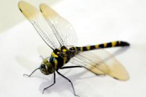 蜻蜓_关于蜻蜓的文章_散文吧